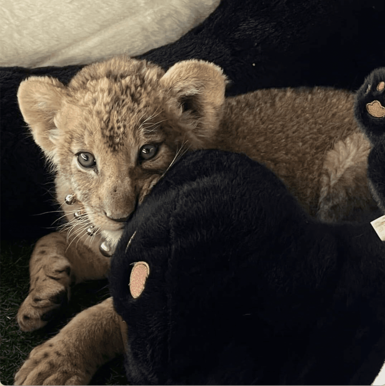 Priscilla@MovieReview