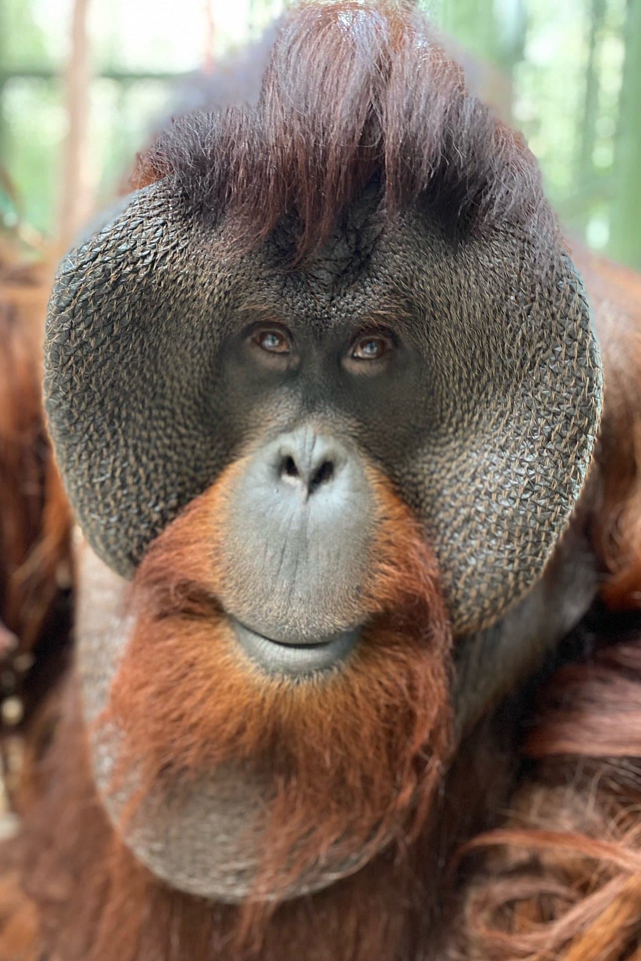 Sam the Orangutan profile