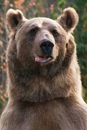 medved Stepa profile