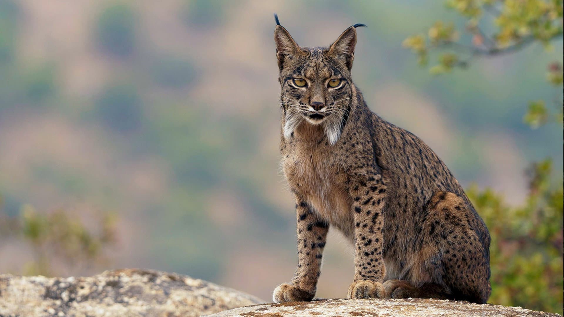 Dehesa: The Forest of the Iberian Lynx