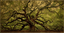 Angel Oak Films