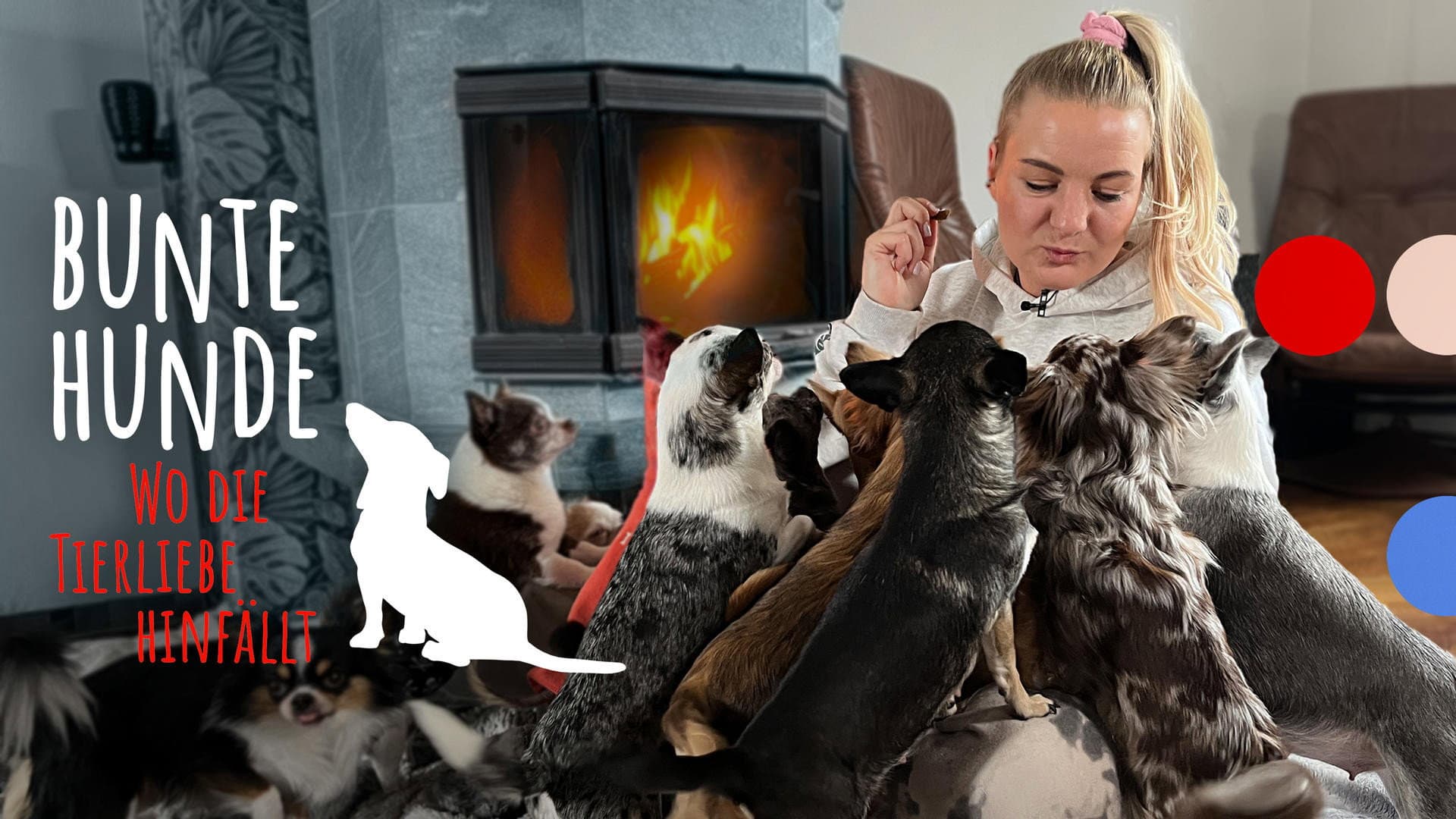 Bunte Hunde – Wo die Tierliebe hinfällt backdrop
