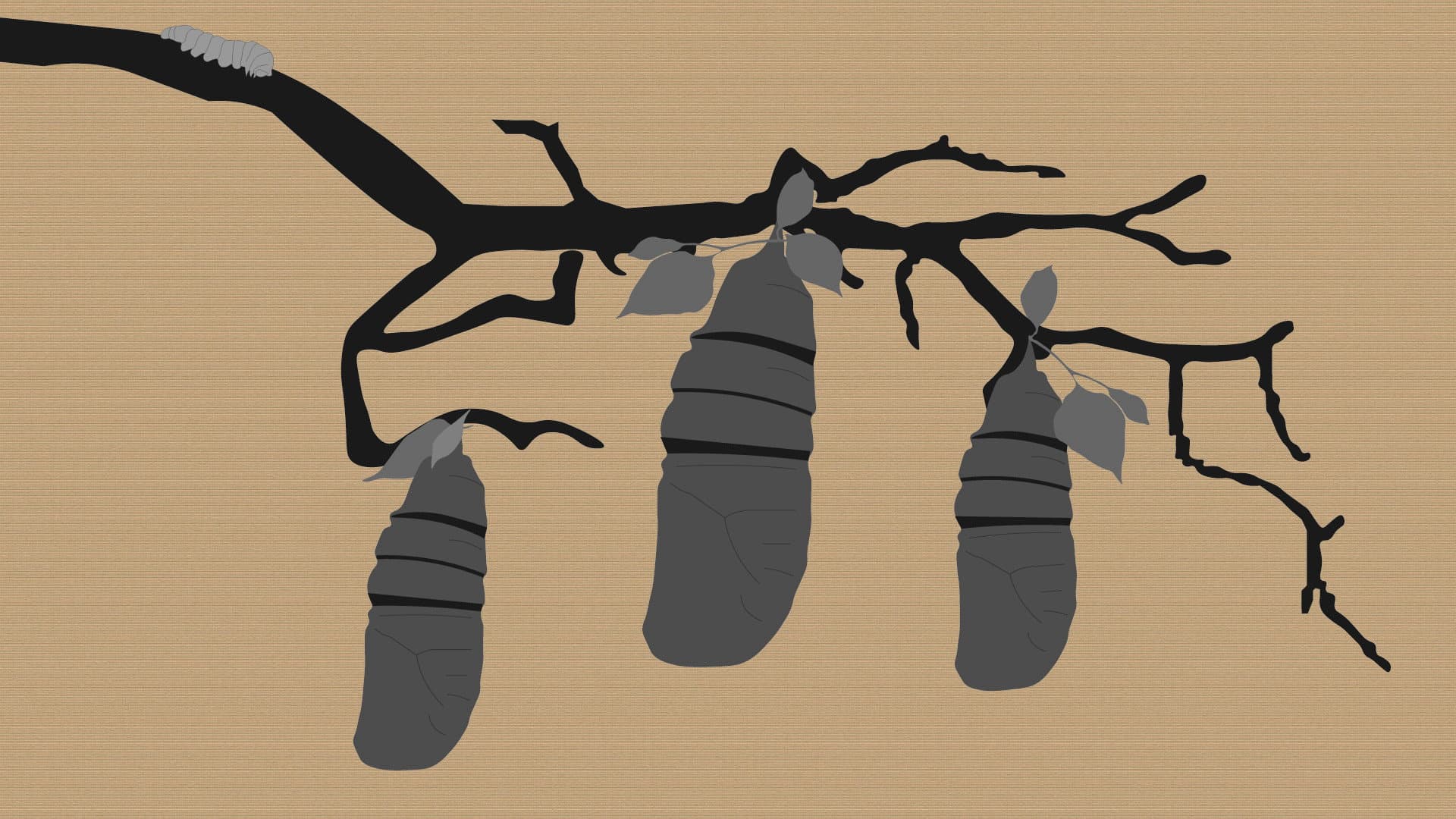 Reel #1: Surfing with Butterflies backdrop