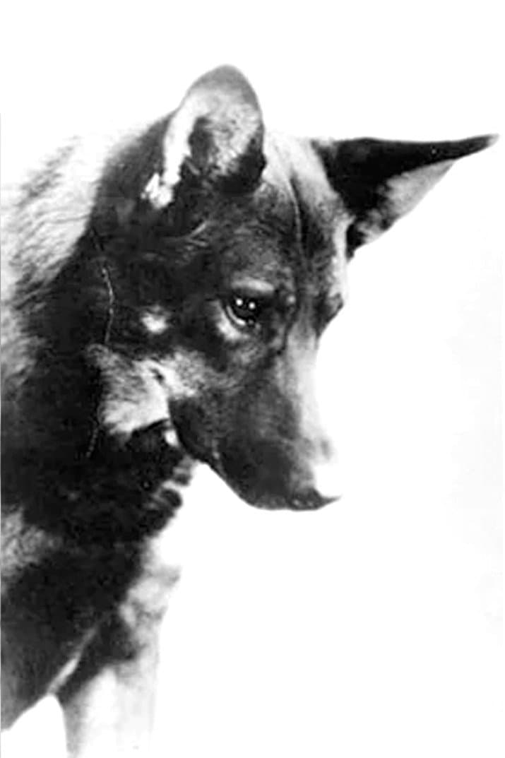 Rin-Tin-Tin profile