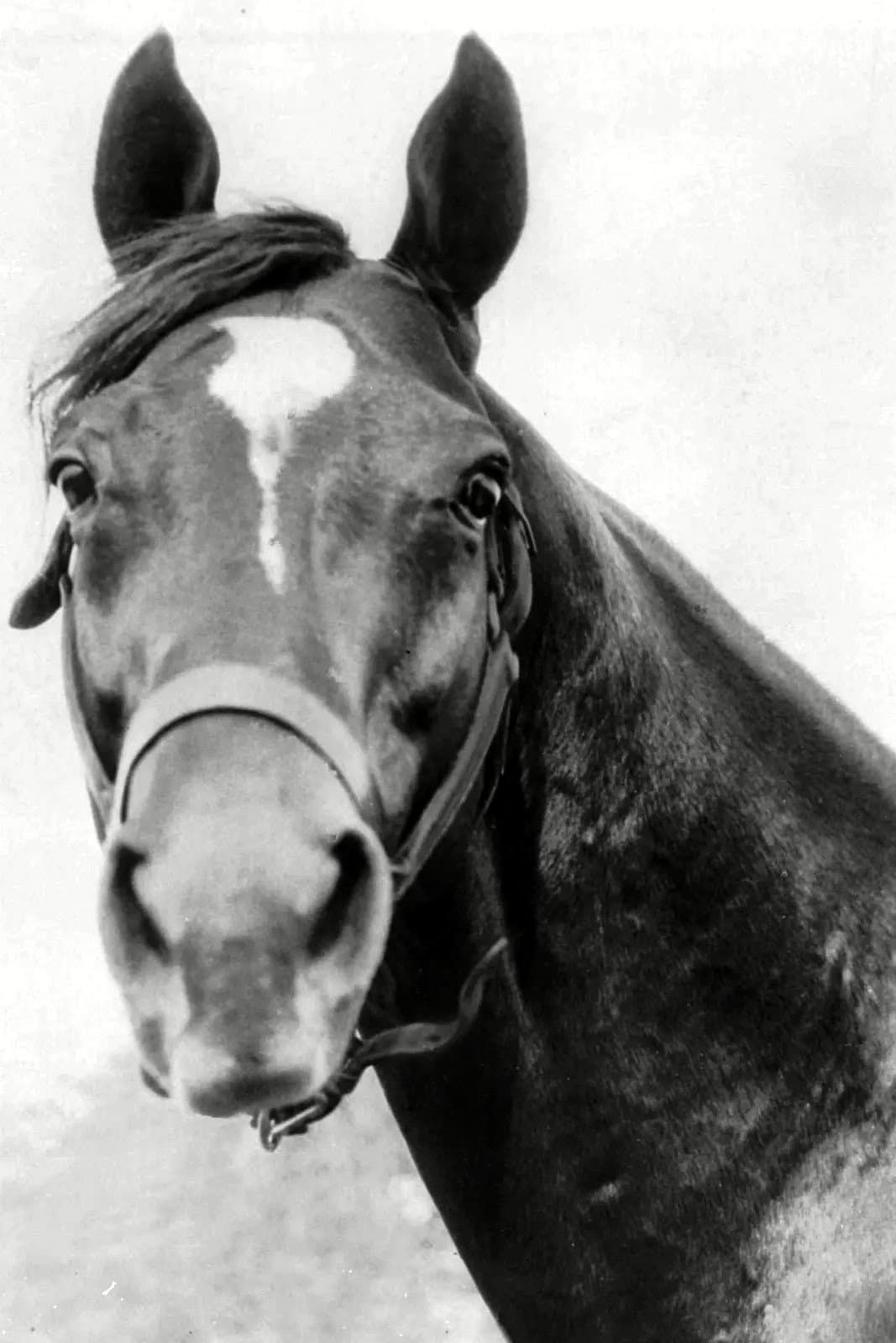 Man o' War profile