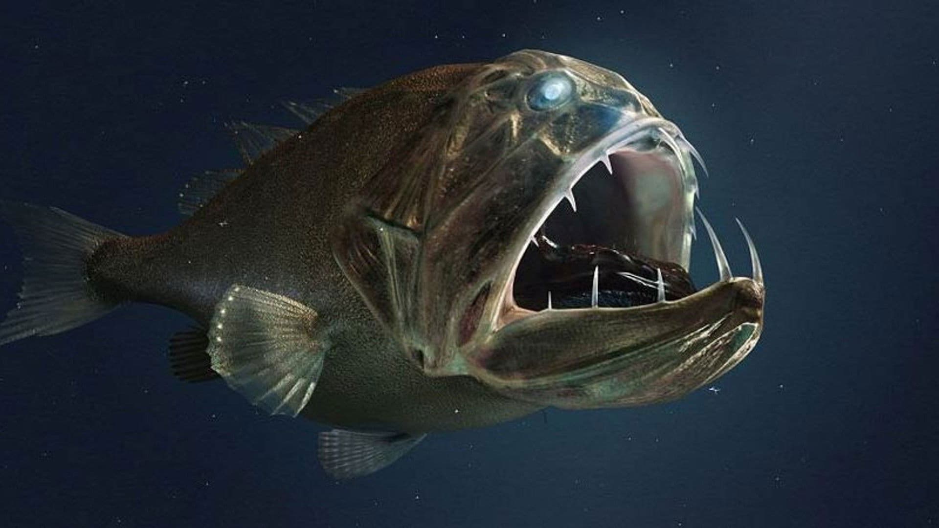 Extreme der Tiefsee - Abysses backdrop