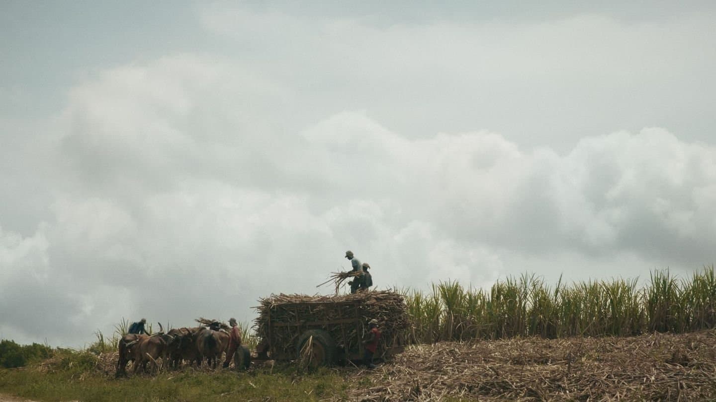 Le sucre, pour la douceur et pour le pire backdrop