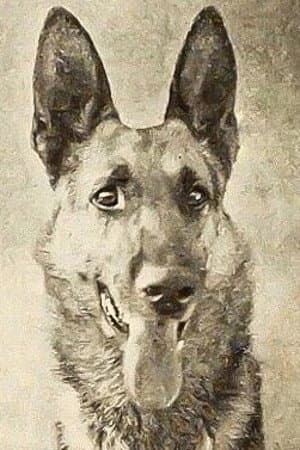 Thunder the Dog profile