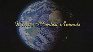 WORLD'S WEIRDEST ANIMALS