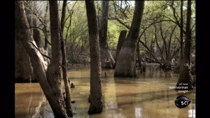 Georgian Swamp
