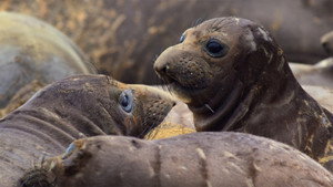 Monterey Bay National Marine Sanctuary, USA