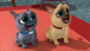 The Coolest Dogs In Town