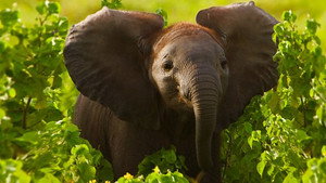 Kenya and Minnesota, USA Update