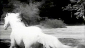 The Wild Stallion