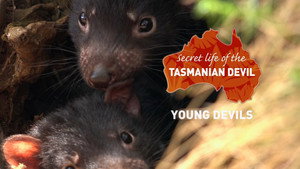 Young Devils