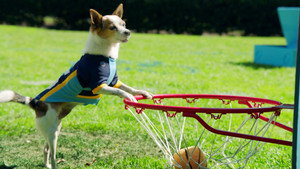 Most Valuable Pup