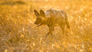 Living with Predators (Conservation)