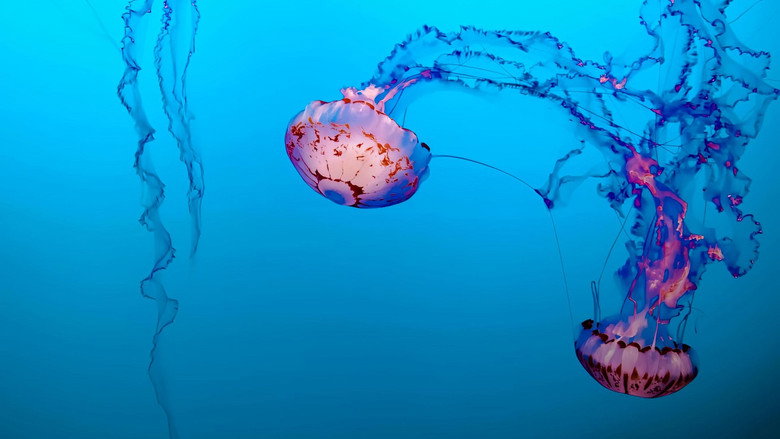 Jellyfish, The new Rulers of the Ocean backdrop