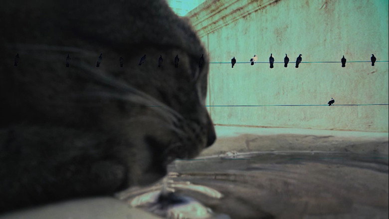 7 Vidas backdrop