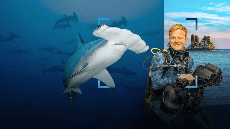 Hammerhead Sharks Up Close with Bertie Gregory backdrop