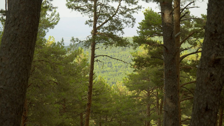 Scene 5