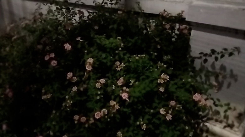 Scene 4