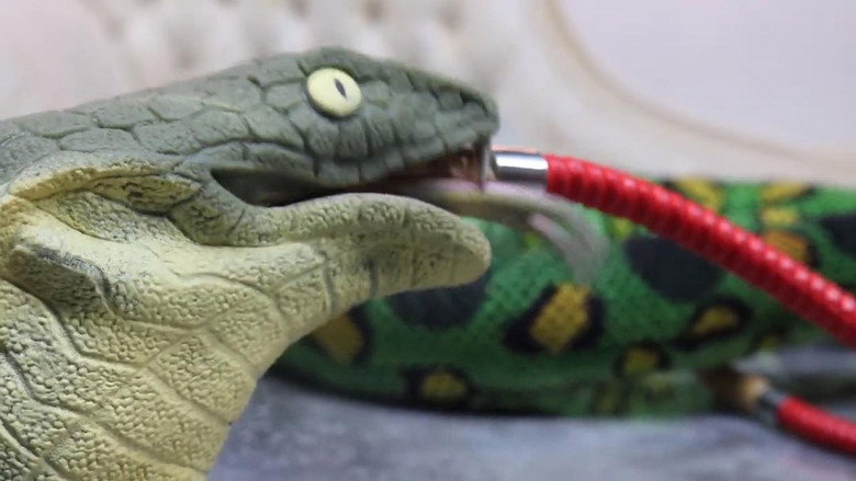 Stoner Snakes backdrop