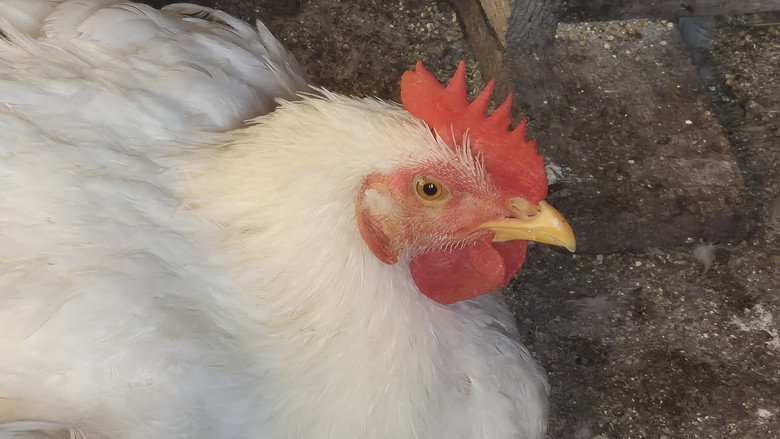 I modi di dire non significano niente per un pollo backdrop