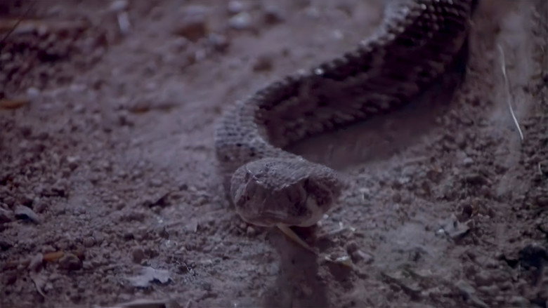 Rattlers