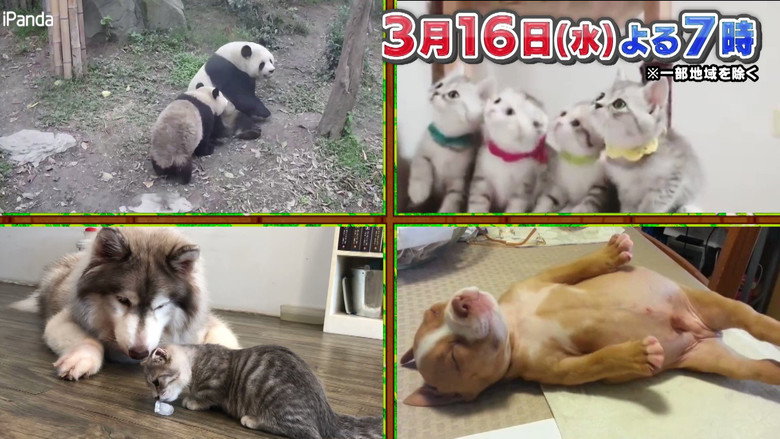 Sekai Animal and Kids Dōga Special backdrop