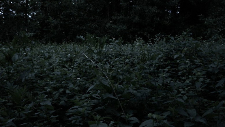Scene 5