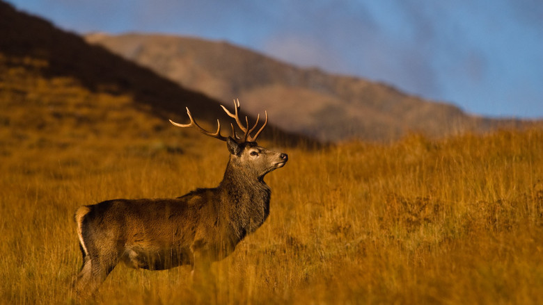 Highlands: Scotland's Wild Heart