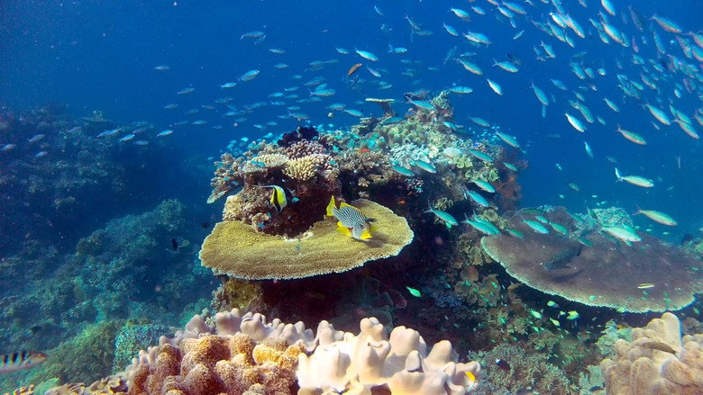 Great Barrier Reef with David Attenborough