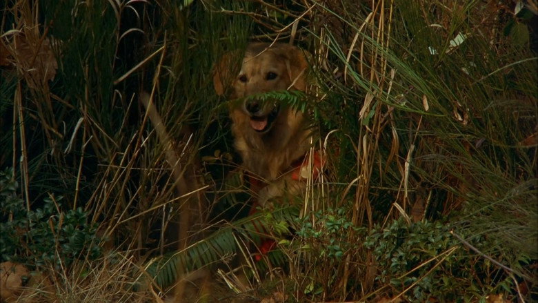 Scene 4