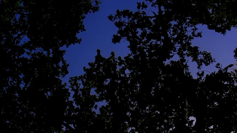 François d'Assise ou la soumission aux arbres. backdrop