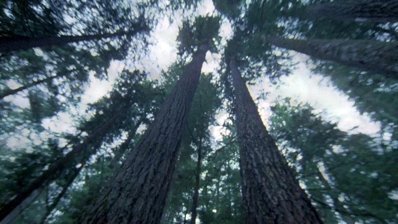 Another Side of the Forest
