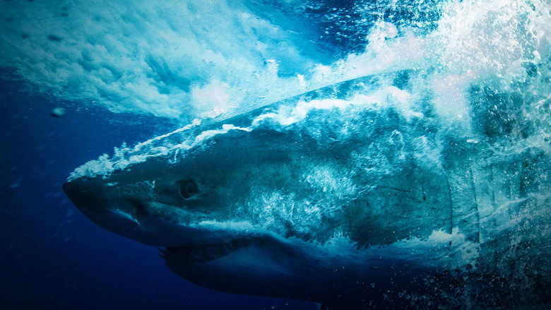 Shark Vortex backdrop