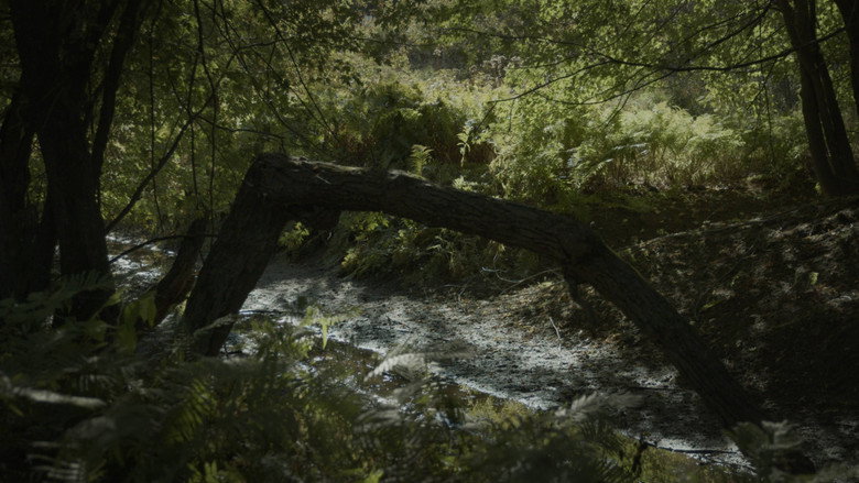 SILVA NATURA backdrop