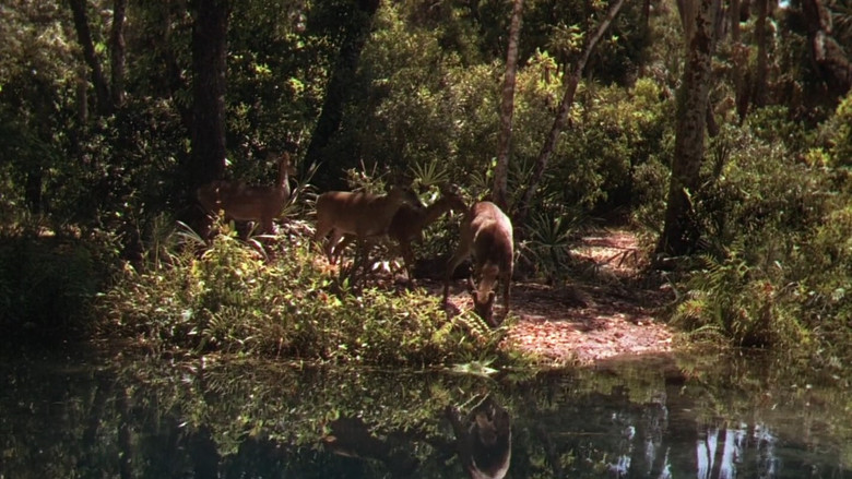 Scene 5