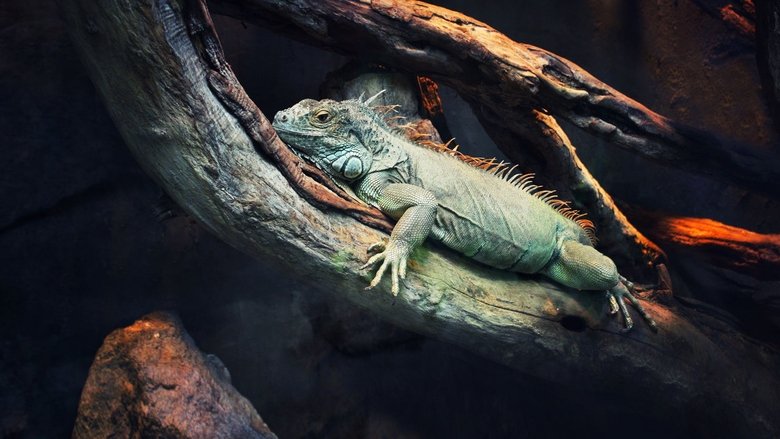 72 Dangerous Animals: Latin America backdrop