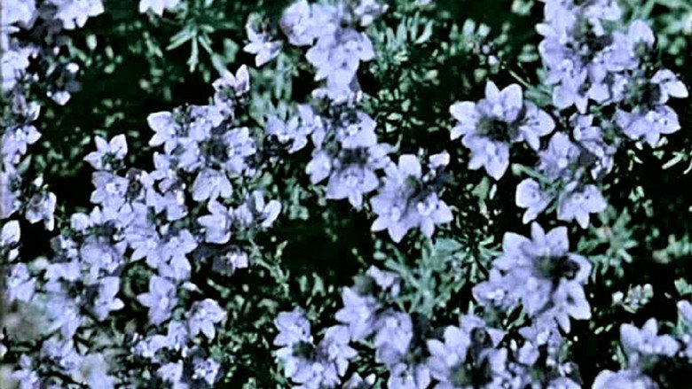 Scene 4