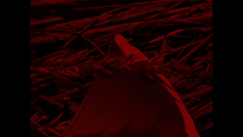 Scene 5