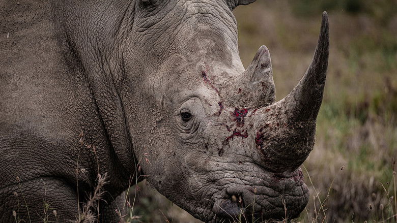 Rhino backdrop