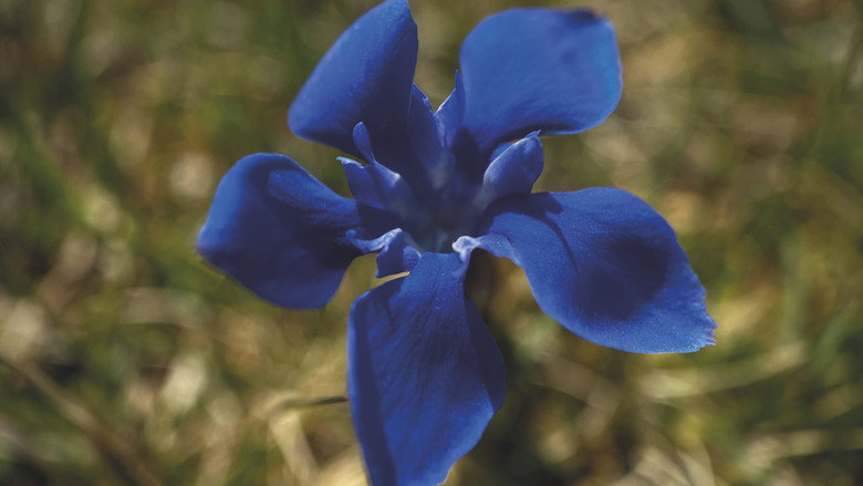 Gentian Sprite backdrop
