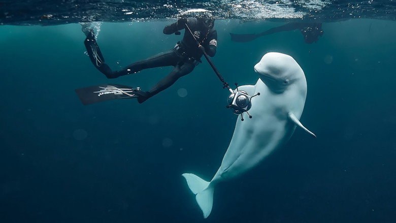 #Hvaldimir, Conversation With a Spy Whale