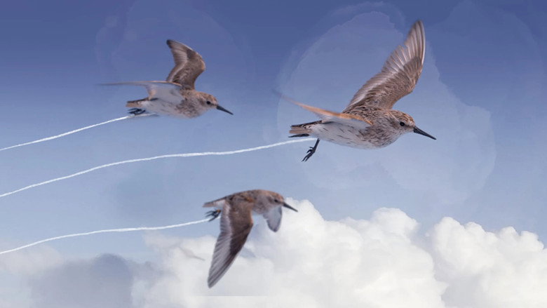 Flyways: The Untold Journey of Migratory Shorebirds backdrop