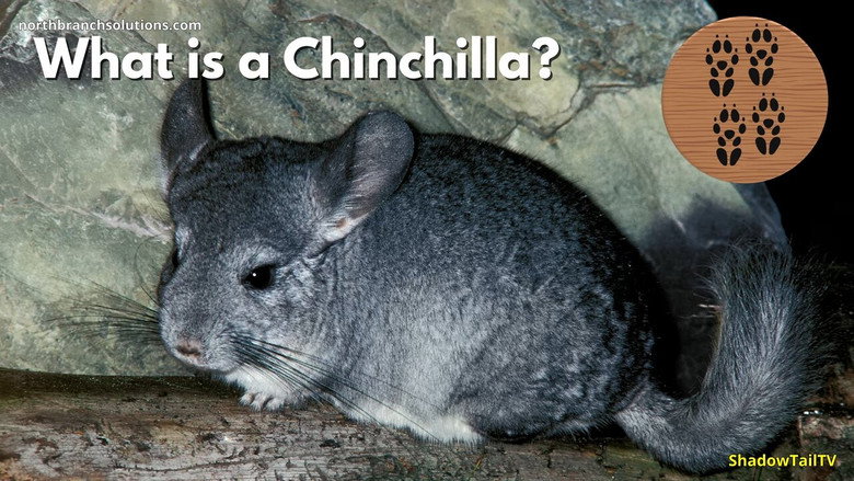 What is a Chinchilla, Really?