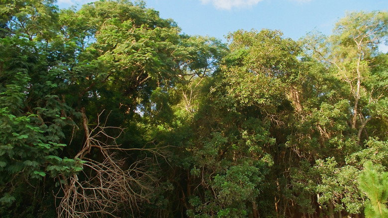Ibiúna backdrop