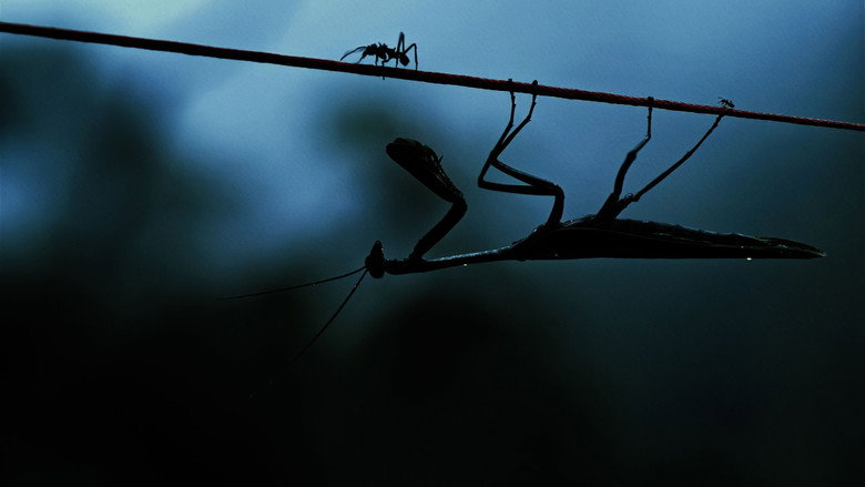 Insects – Hidden Heroes backdrop
