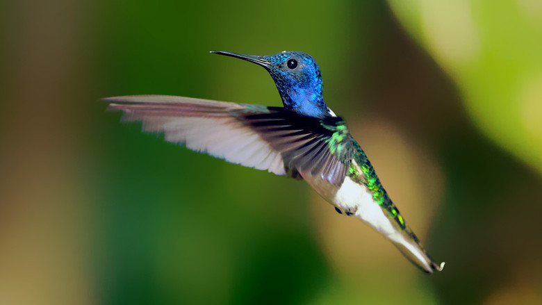 Secrets of Our Living Planet